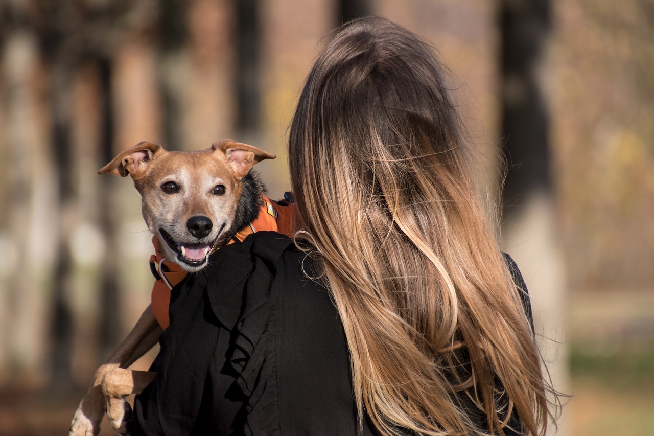 The Popularity of Pet-Friendly Travel Destinations